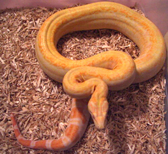 coral female