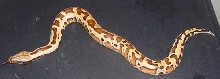 possible matrix male