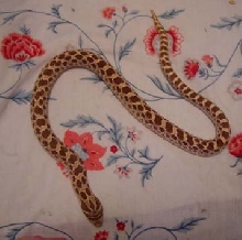 male hoggy