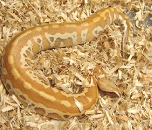 male albino05 blood