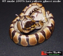male het yellow ghost