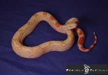 male albino poss het stripe 11