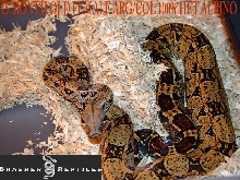 orange het 2