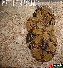 pastel het sharp male 1