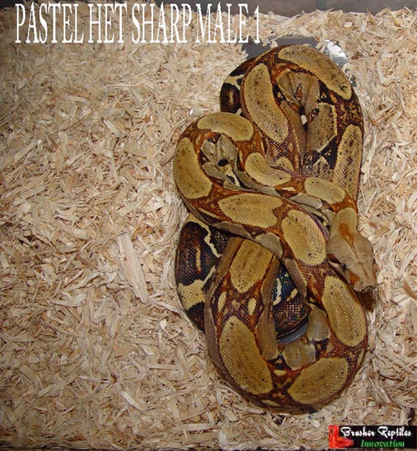 pastel het sharp male 1