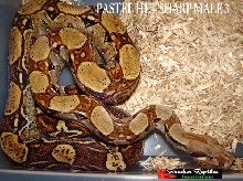 pastel het sharp male 3