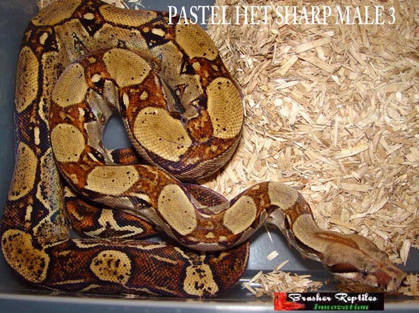 pastel het sharp male 3