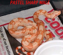 pastel albino sharp male