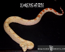male albino poss het stripe