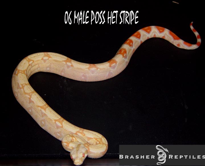 male albino poss het stripe