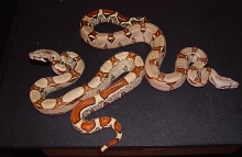 poss female jungle with jungle