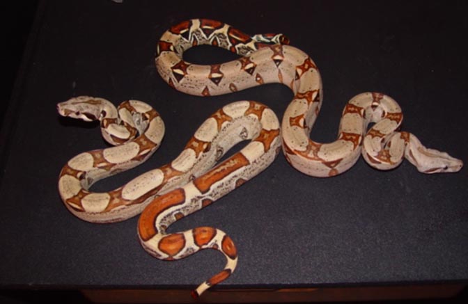 poss female jungle with jungle
