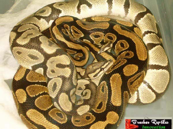proven yellow ghost male