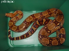 pastel sharp het female 3