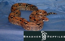 05 red 100% het albino female