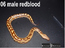 redblood4