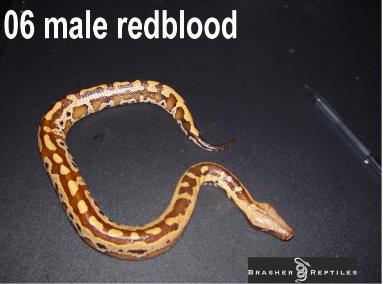 redblood4