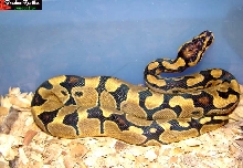 extreme reduced pattern male