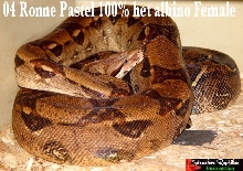 ronne pastel het albino female