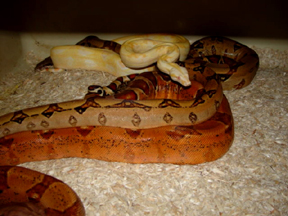 SHARP MALE , JUNGLE AND HYPO