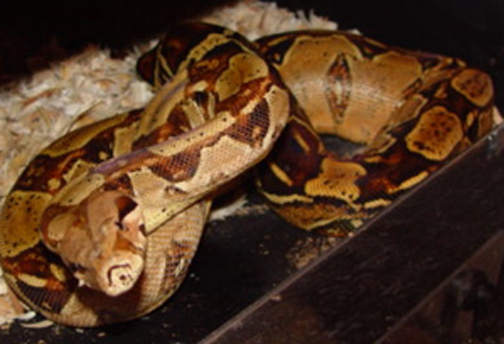 sharp female 31