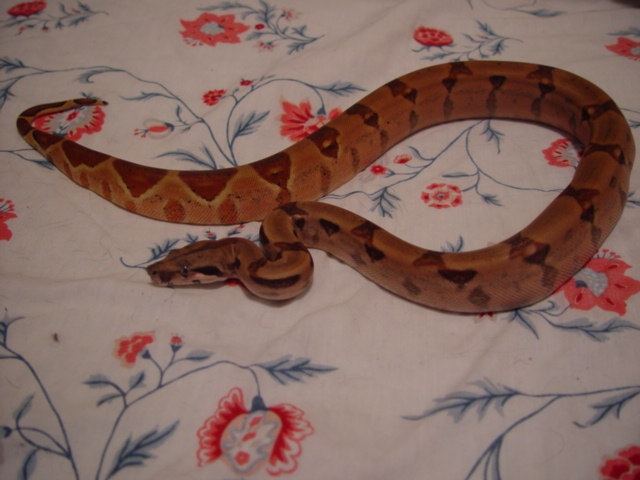 poss super with flash
