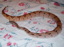 sheet 1 poss super