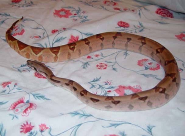 sheet 1 poss super