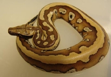 striped red blood