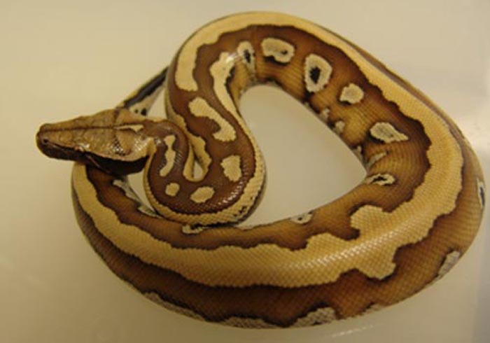 striped red blood