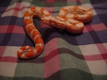 sunglow male