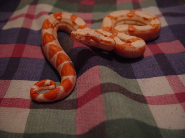 sunglow male