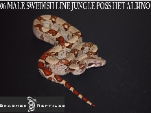 swedish line  06 male jungle
