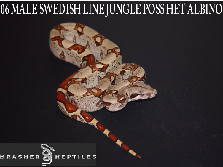 swedish line  06 male jungle