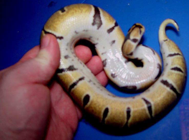 woma type belly shot