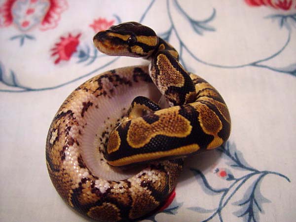 yellow belly female best