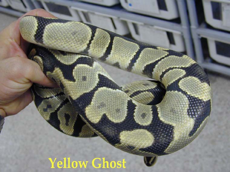 yellow ghost male