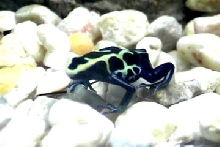 dendrobates tinctorius