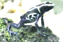 dendrobates tinctorius