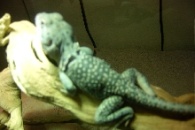 Blurry but shows his back spots