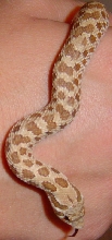 Light male hog