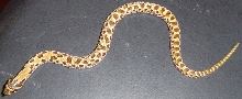 new hognose