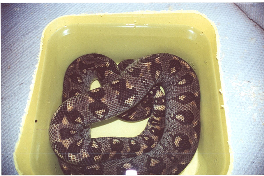 Madagascar Water Boa
