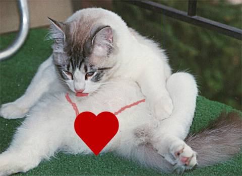 Hearts A'twitter
