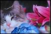 Flower Sam
