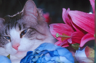 Flower Sam
