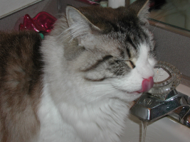 Lickin' my chops