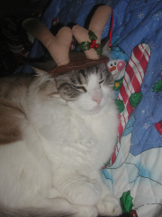 Reindeer SamM