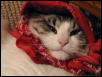 SamM in Red