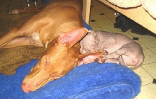 pharaoh hound